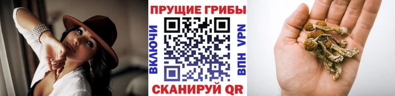 закладки  Зуевка  даркнет телеграм  Галлюциногенные грибы мицелий 